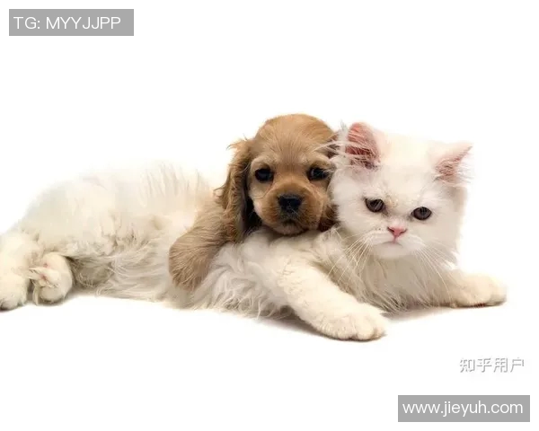 足球明星们的宠物选择揭秘:他们更爱狗还是猫的背后故事